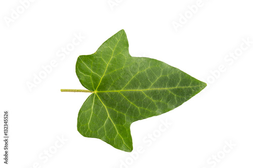 Ivi leaf isolated on a white background. Herbarium series.
