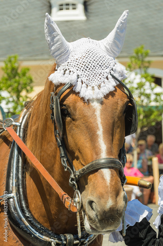 lovely horse at a horse show