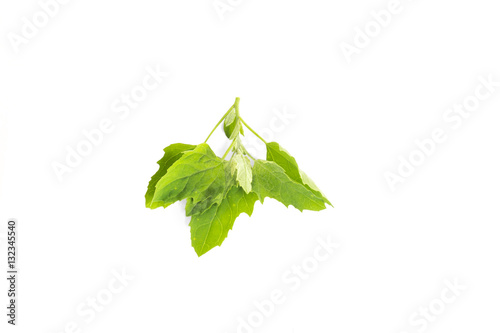 Pitseed Goosefoot (Chenopodium berlandieri) also known by the common names pitseed goosefoot, huauzontle, and lamb's quarters, is an annual herbaceous plant in the goosefoot family. Herbarium series. photo