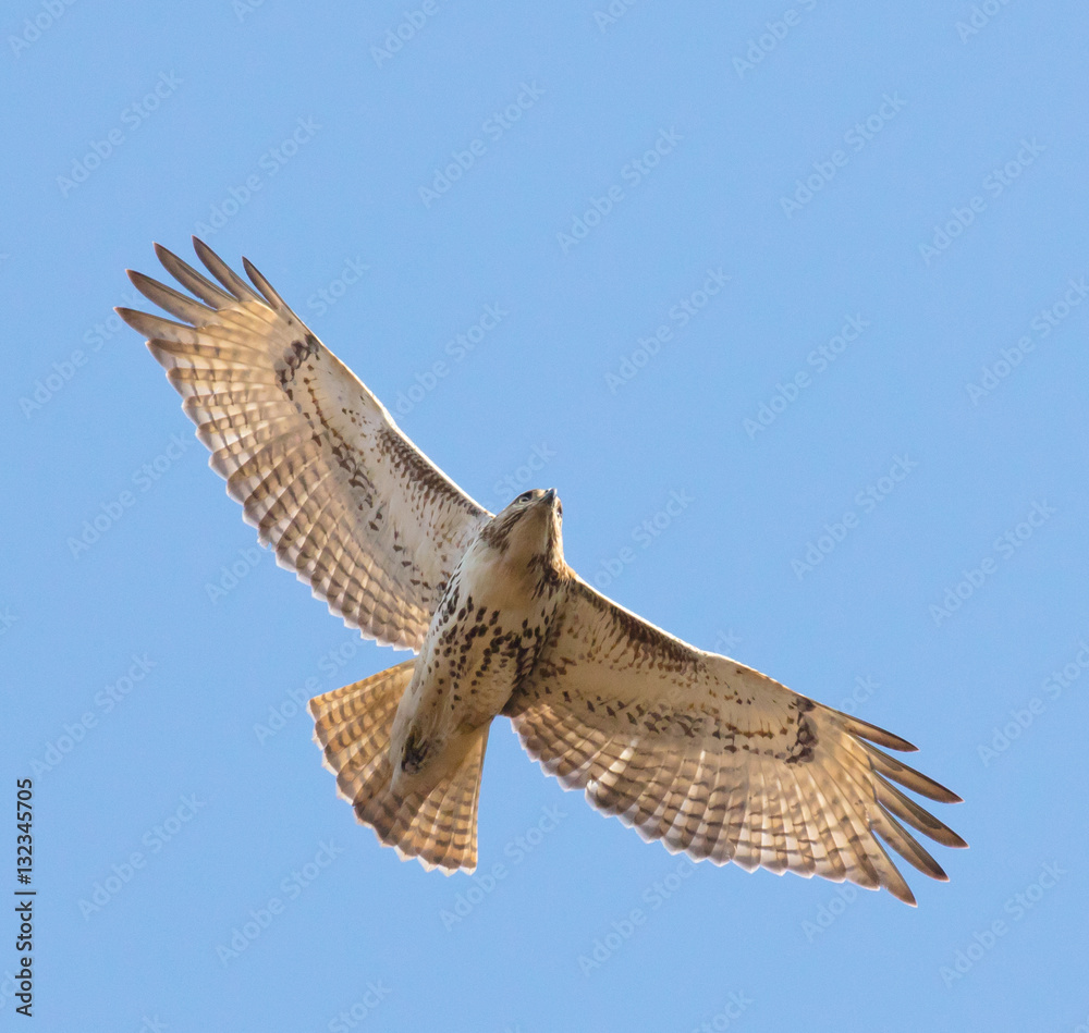 Fototapeta premium Juvenile Red Tailed Hawk