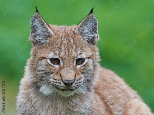 Eurasian lynx (Lynx lynx) © dennisjacobsen