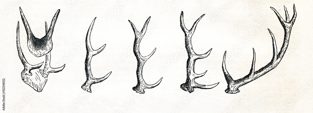 Naklejka premium Growing of red deer (Cervus elaphus) antlers (from Meyers Lexikon, 1895, 7/513)