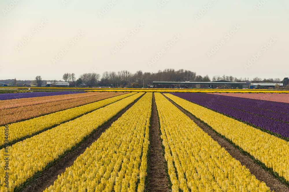 Blooming hyacinth field in Netherlands., Blue, cream, pink and yellow flowers.