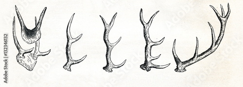 Print op canvas Growing of red deer (Cervus elaphus) antlers (from Meyers Lexikon, 1895, 7/513)