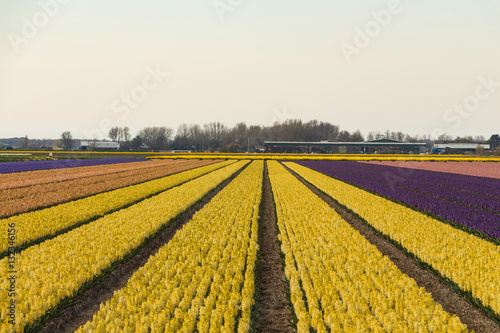 Blooming hyacinth field in Netherlands.  Blue  cream  pink and yellow flowers.