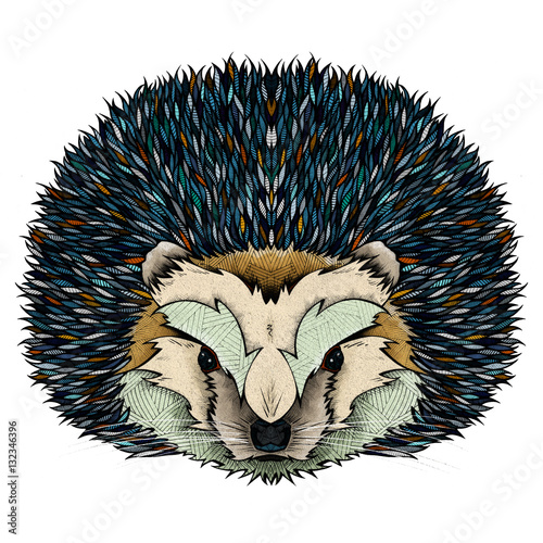 Hedgehog, illustration  (ID: 132346396)