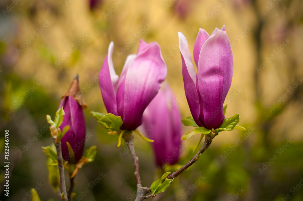 Close-up view of purple blooming magnolia. Beautiful spring bloom for magnolia tulip trees pink flowers. Close-up view of purple blooming magnolia. Beautiful spring bloom for magnolia tulip trees pink flowers.