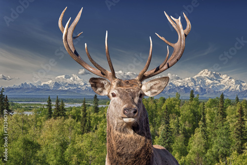 male red Deer portrait looking at you on alaska denali mc kinley