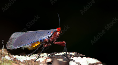 Colorful insect, Cicada or Lanternfly ( Kalidasa nigromaculata ) insect on tree in nature photo