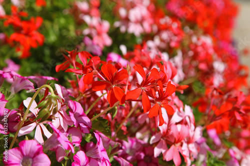 Fototapeta Naklejka Na Ścianę i Meble -  Géranium lierre rouge