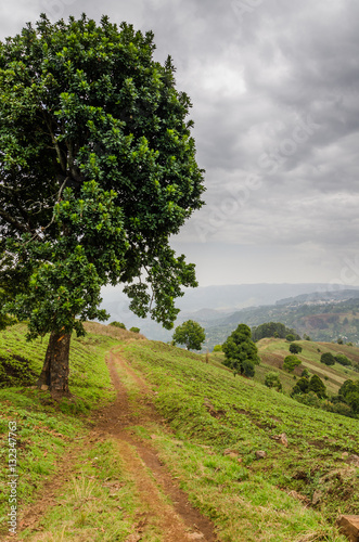 Small footpath next to large tree in highlands of Cameroon with dramatic cloudy sky  Africa