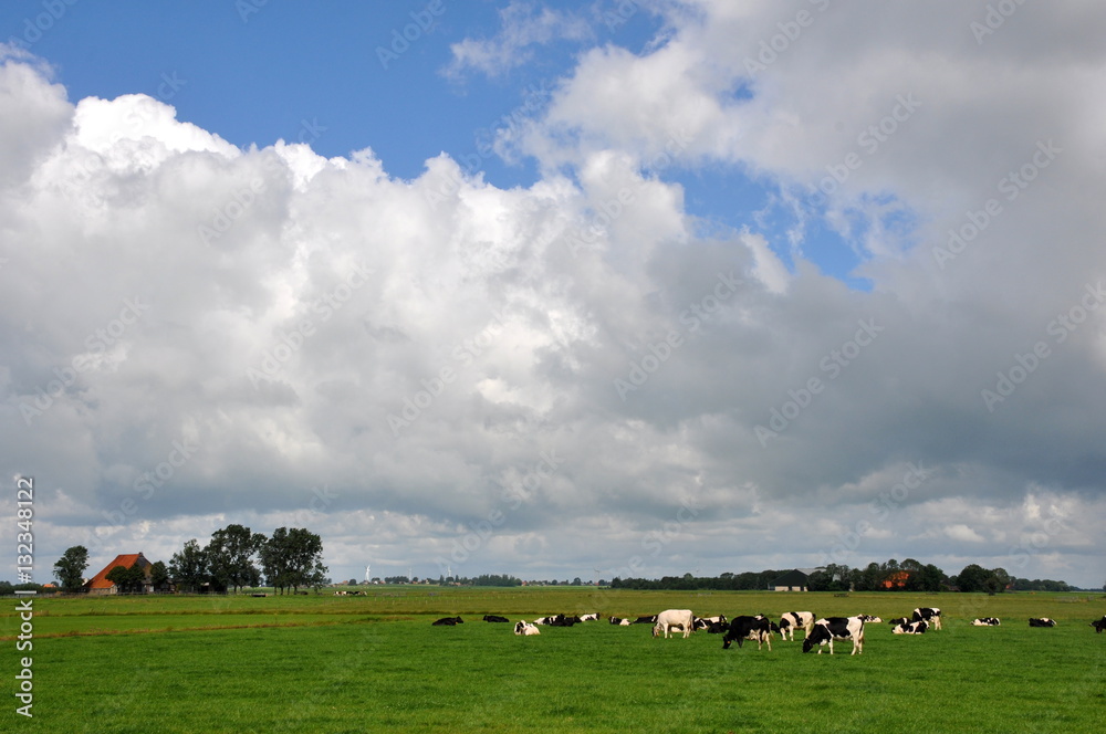 Cows in field with green grass in Netherlands