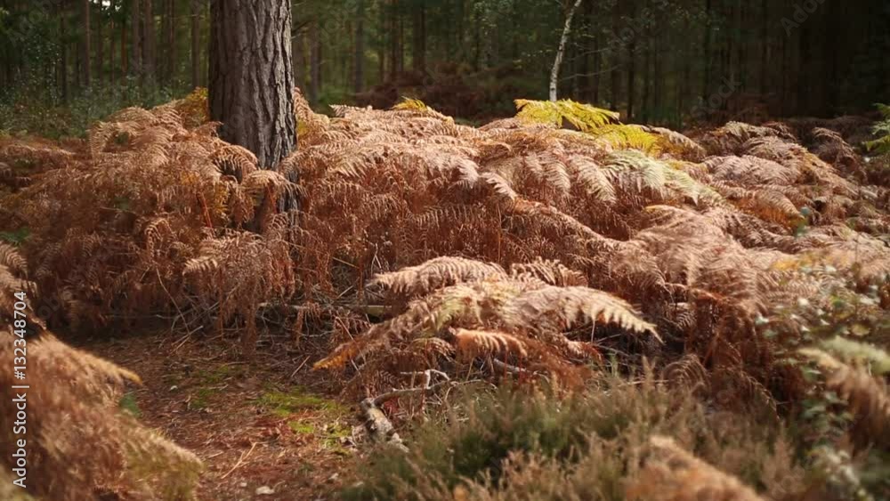 Autumn forest - faded fern plants in the Autumn in England Autumn forest - faded fern plants in the Autumn in England