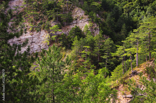 Green coniferous forests in the mountains