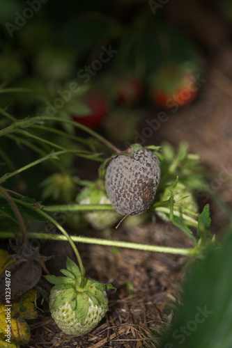 Фотография bush of strawberry