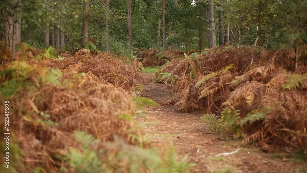 Pine forest in England: faded ferns and pine trees Pine forest in England: faded ferns and pine trees