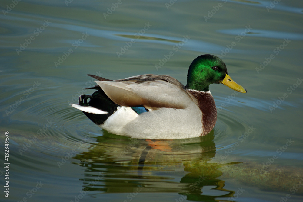 Canard colvert mâle au plumage coloré Canard colvert mâle au plumage coloré