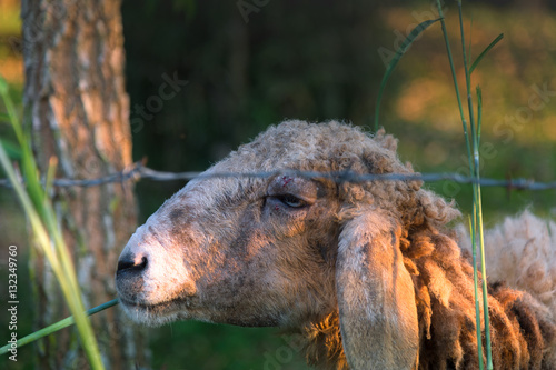 Sheep in nature on meadow. Farming outdoor. photo