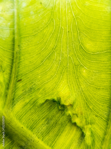 green nature background
