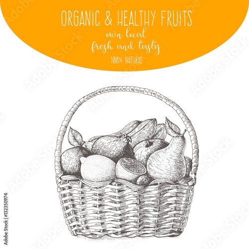 Fresh fruit in basket. Natural food for farmers market. Hand drawn vector illustration.