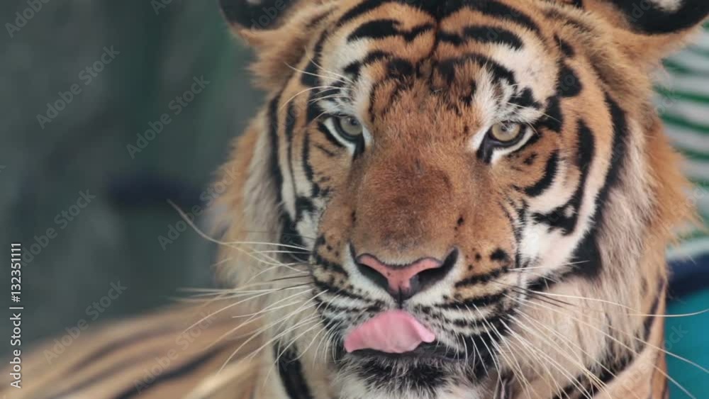 Pattaya, Thailand on November 24 Muzzle Tiger close-up Pattaya, Thailand on November 24 Muzzle Tiger close-up