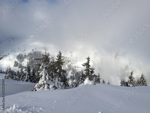 powder trees