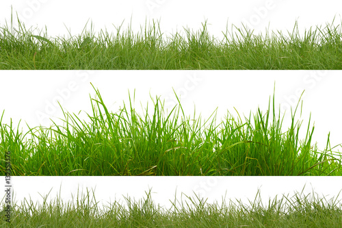 green grass isolated on white background.