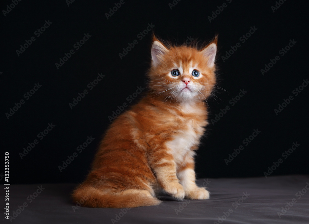 Obraz premium Adorable red solid maine coon kitten sitting with beautiful brus