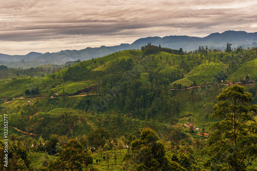 Sri Lanka: highland tea fields next to Nuwara Eliya 