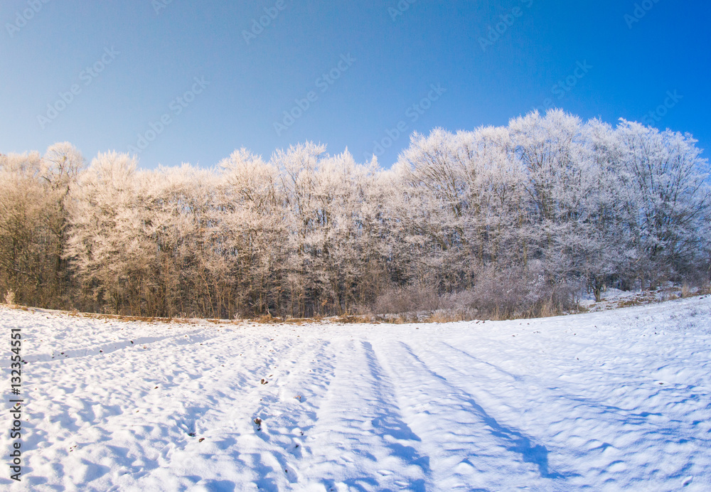 Obraz premium Winter trees snow field sun