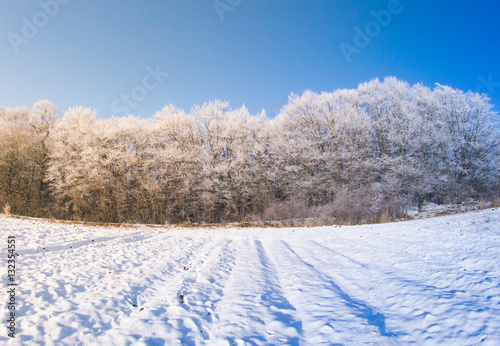 Winter trees snow field sun