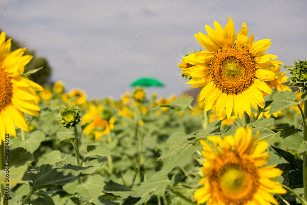 Closeup sunflowers garden