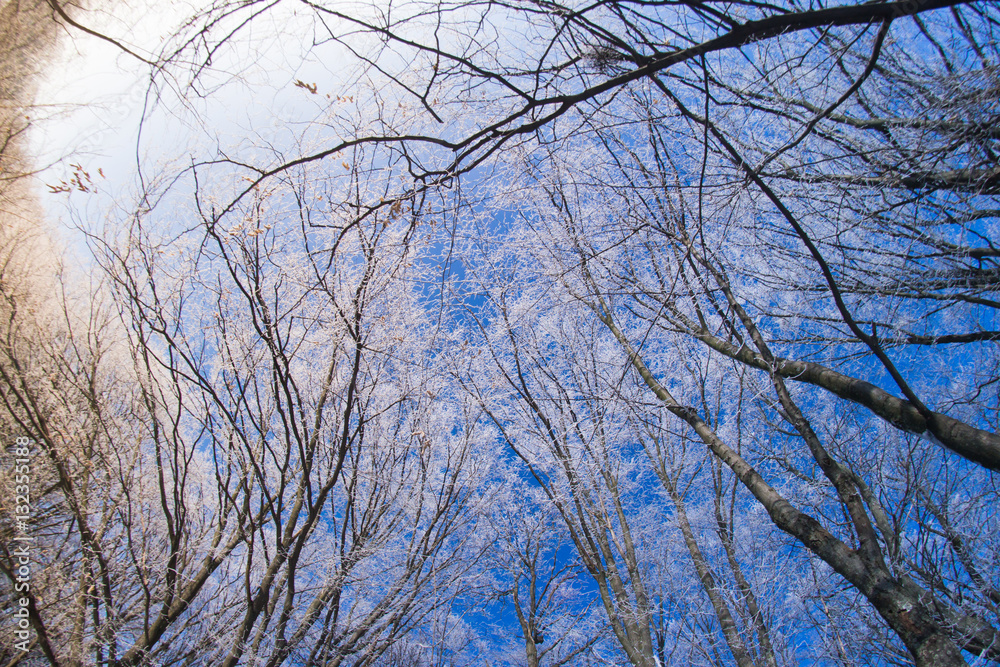 Obraz premium The forest in the snow on a winter evening