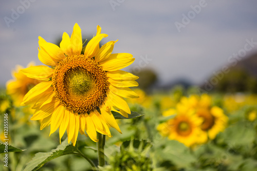 sunflowers