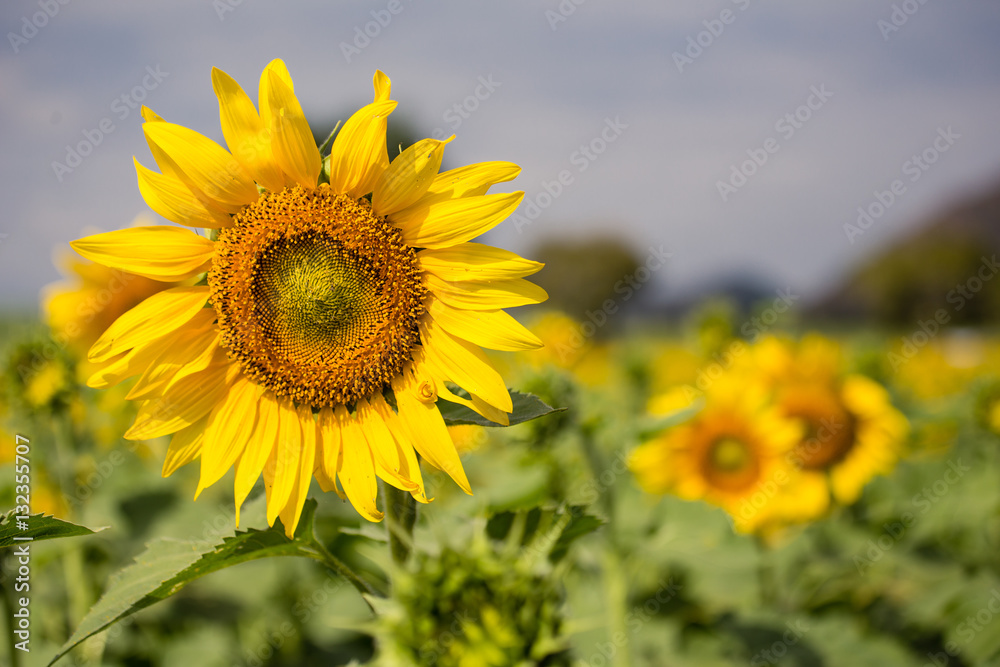 sunflowers