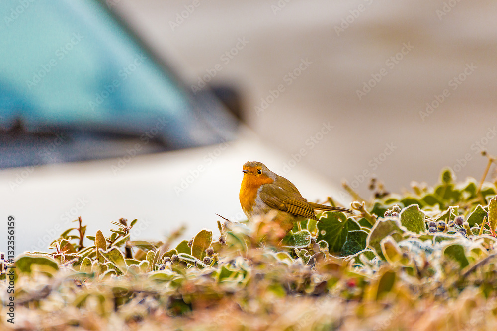 Robin on bush near car in winter Robin on bush near car in winter