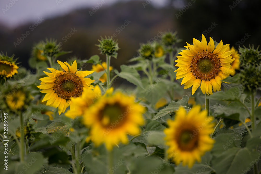 Closeup sunflowers garden