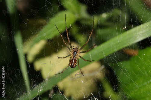Baldachinspinne im Netz, Linyphiidae photo