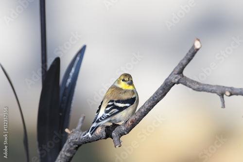 American Goldfinch photo