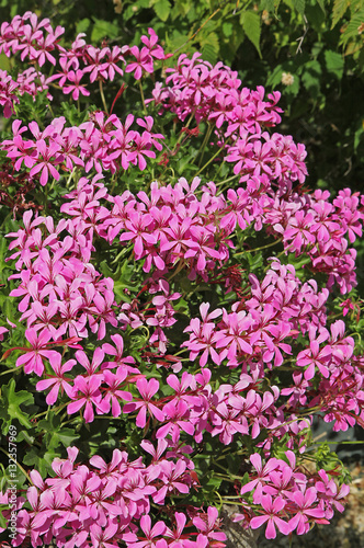 Fototapeta Naklejka Na Ścianę i Meble -  Géranium lierre rose