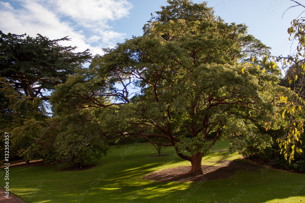 Fototapeta premium botanic garden 