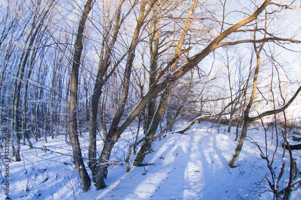 The forest in the snow on a winter evening The forest in the snow on a winter evening
