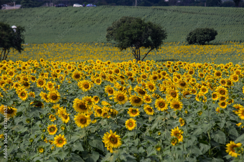 Obraz premium Sunflowers garden. Sunflowers have abundant health benefits. Sunflower oil improves skin health and promote cell regeneration.
