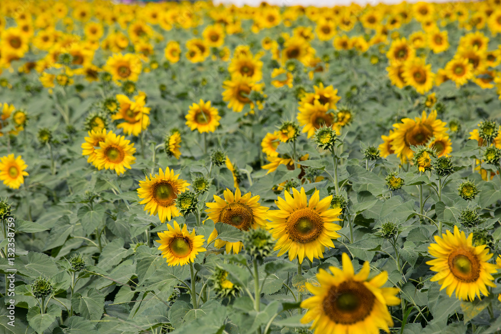 Fototapeta premium Sunflowers garden. Sunflowers have abundant health benefits. Sunflower oil improves skin health and promote cell regeneration.