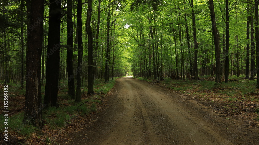 Fototapeta premium The Road Ahead