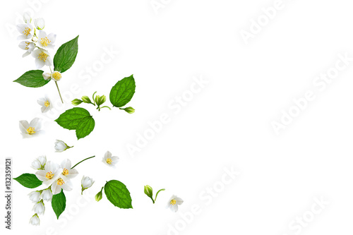 Wallpaper Mural branch of jasmine flowers isolated on white background Torontodigital.ca