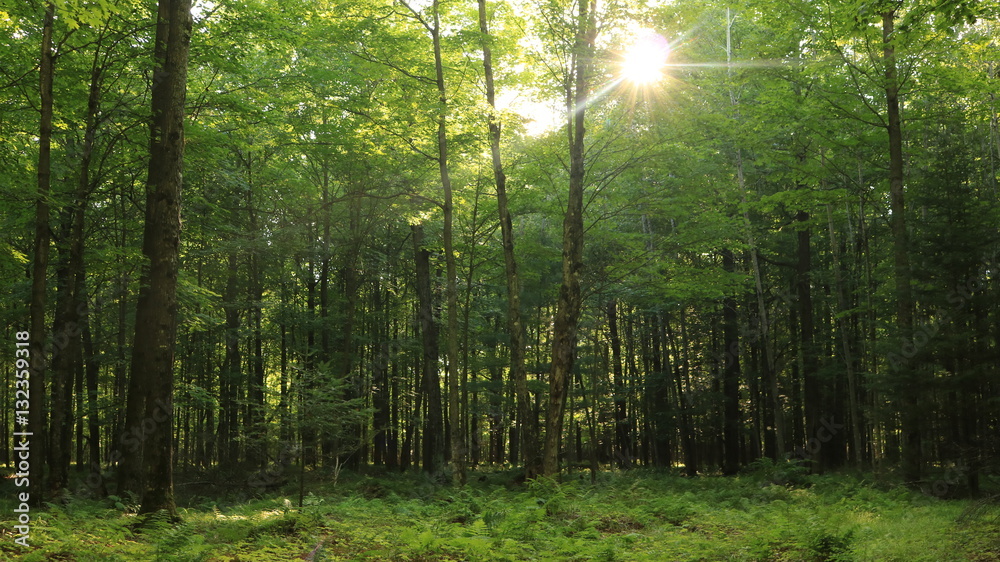 Obraz premium Canopy