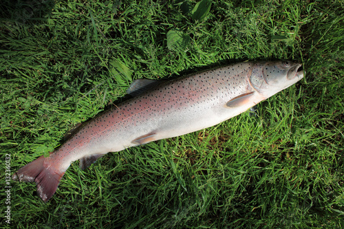 Huchen / Danube salmon on the natural background photo