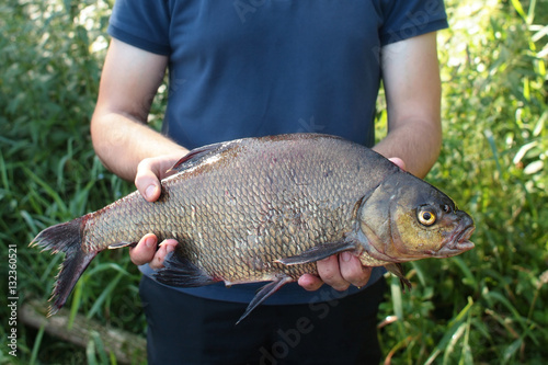 Fototapeta Naklejka Na Ścianę i Meble -  Common bream / Fisherman holding common bream