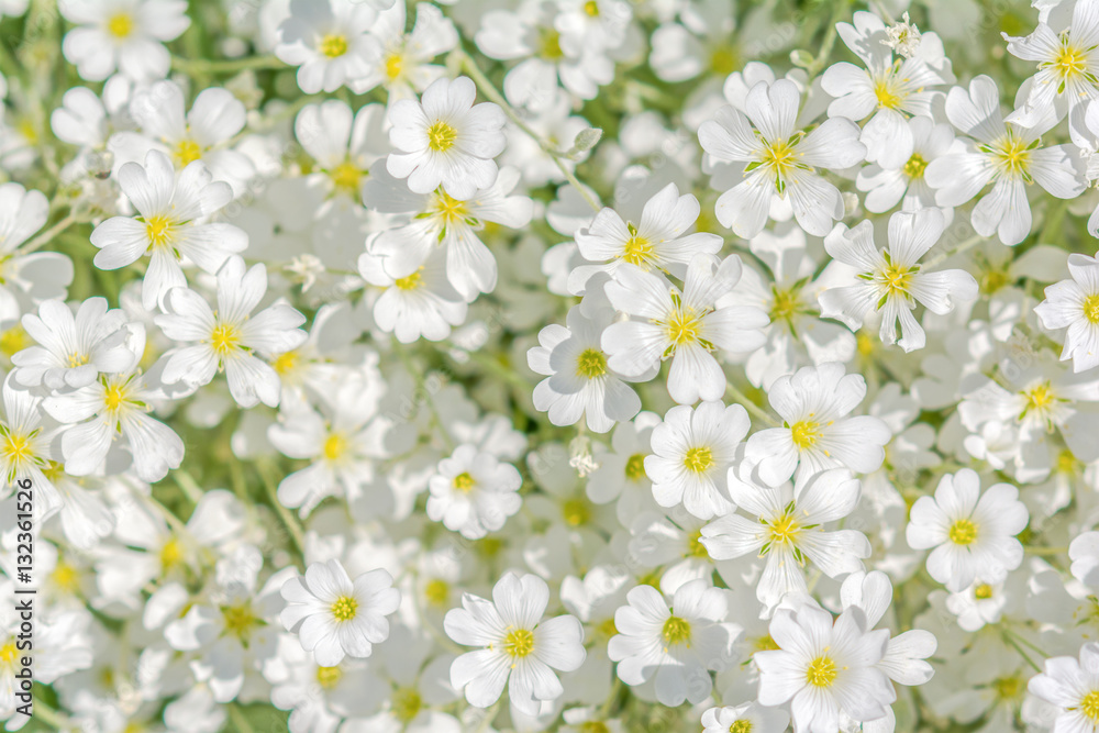 Snow-in-Summer Cerastium tomentosum Snow-in-Summer Cerastium tomentosum
